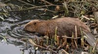 This city had a flooding problem. So, it turned to an animal that had been extinct in the region for 400 years