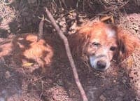 Buried alive: dog rescued by the GNR in Mafra