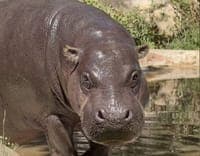 Pygmy hippopotamus at risk of extinction born at Santo Inácio Zoo in Gaia