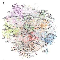 We are closer to understanding how autism develops in the brain