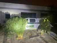 Caught red-handed with cannabis plantation at home. GNR arrests suspect in Ericeira following a tip-off