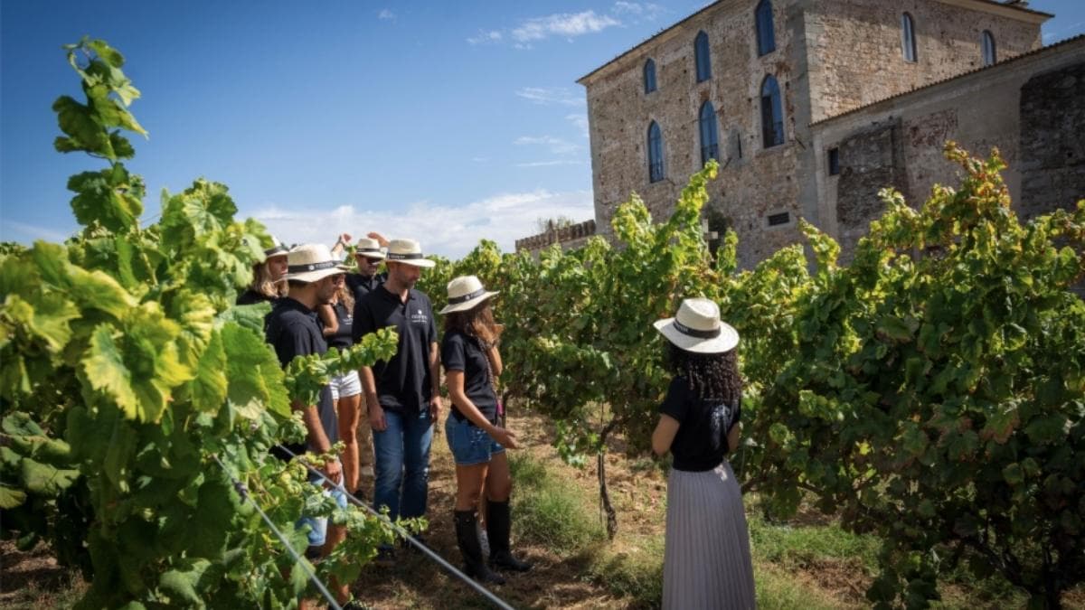 Grape harvests in Portugal: 8 experiences with plenty of vines and grapes