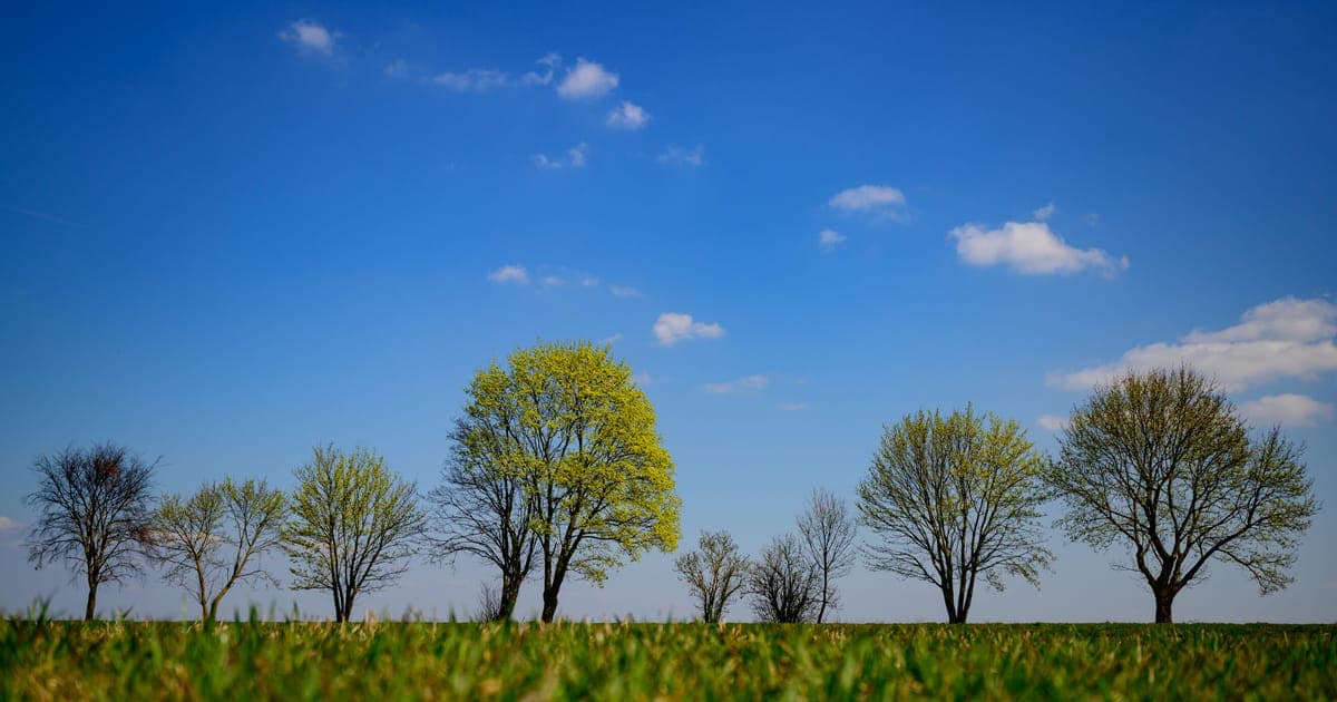 Access to trees is becoming a luxury in European cities