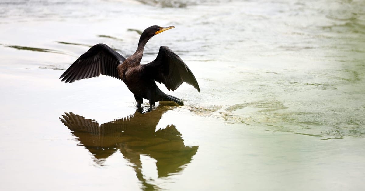 Last days of the cormorant: 10 EU countries want open season on fish-eating bird
