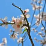 Castro Marim joins bid to launch European almond network