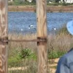 Environmental groups demand action after fresh wildlife deaths near Salgados lagoon
