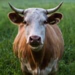 Azores begins cattle testing over health fears surrounding heavy metal pollution around Lajes Air Base