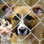 Court cases leave almost 300 pets trapped in shelters for years