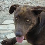 Mission accomplished: Amigo sterilised!