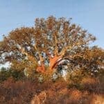 More than 9,000 protected trees ‘must go’ to pave way for further energy projects