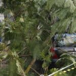 Minister concedes damages caused by Kristin “far greater than recent wildfires”