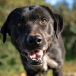 Community support makes a difference at Cadela Carlota