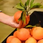 Orange Week returns to Portimão Municipal Market