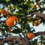 Algarve farmers oppose EU-Mercosul deal