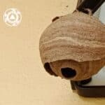 Asian hornet nests detected in Algarve