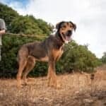 Meet Banjo and Bonita