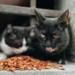 Cat colonies: help not wanted but needed!