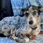 Two wonderful girls waiting for a home