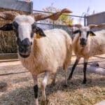 First sheep show a shear success in Algarvian village