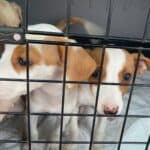 Shelters unite to support dogs rescued from abuse case