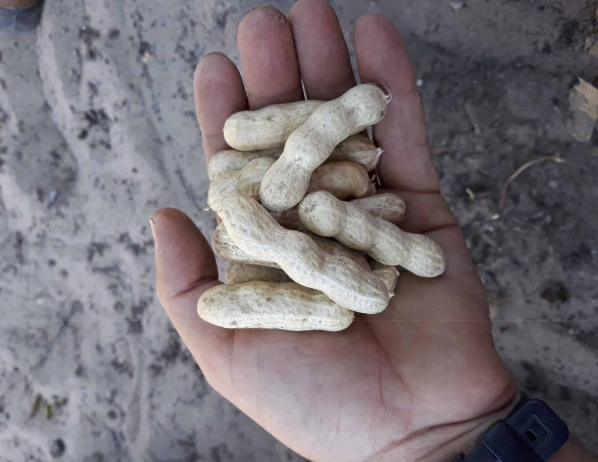 Amendoim do Rogil: peanuts with personality