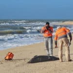 Fishing linked to nearly half of dolphin and whale strandings in Algarve