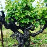 Dry farming. Going back to basics