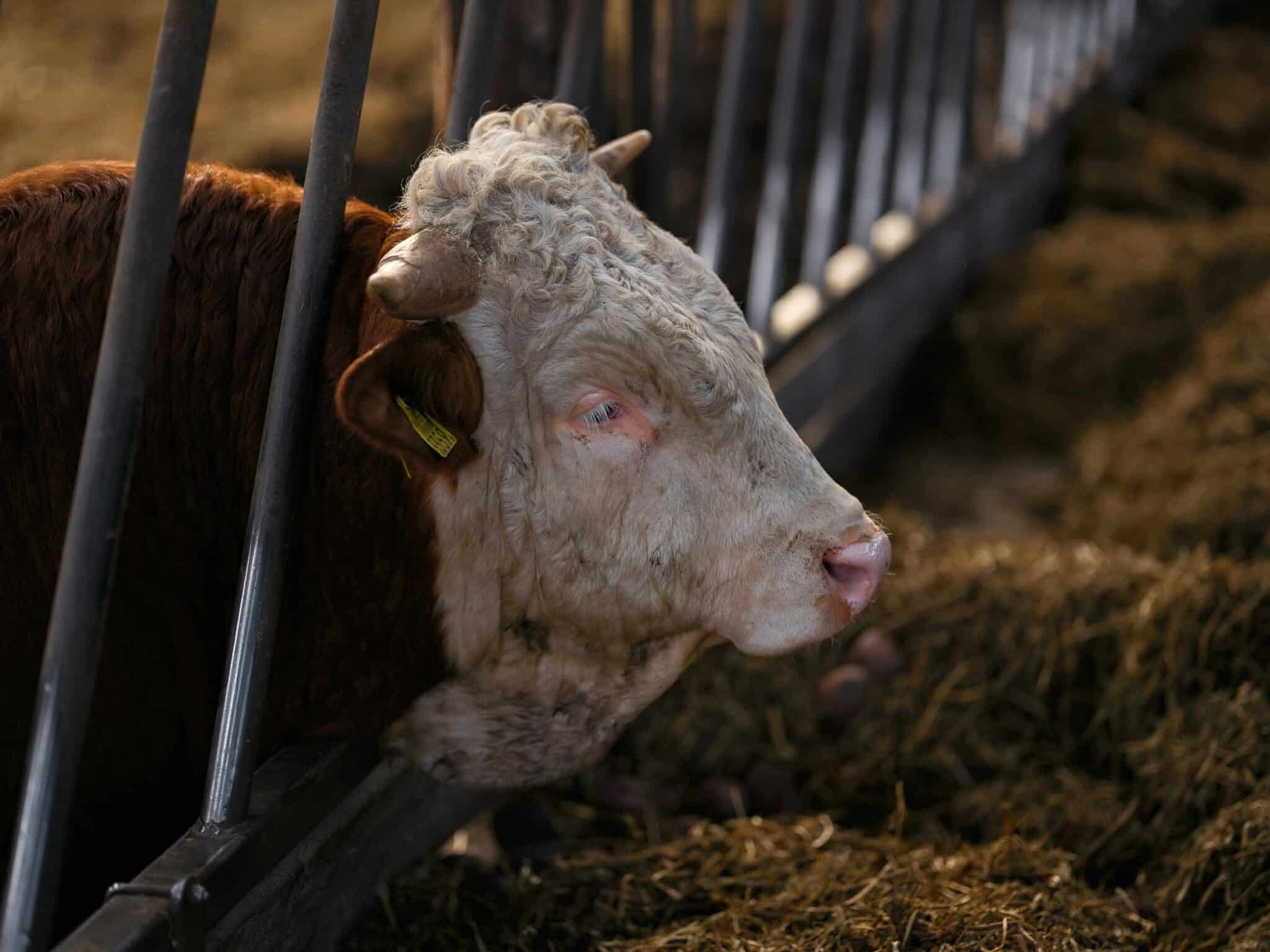 Resistant bacteria flagged in ‘intensive’ livestock farms in northern Portugal
