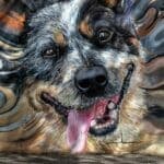 Quarteira launches contest for mural at new dog park