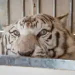 Portugal’s last circus tiger rehomed to Spanish sanctuary