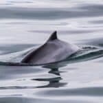 High levels of pollutants detected in porpoises washed ashore