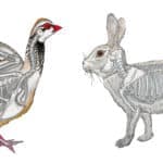 Bones and feathers: recreating how prehistoric people used small game during Prehistory