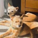 URGENT APPEAL: Help us keep Jack & Daisy safe