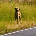 Stepping stone to my forever home?