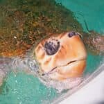 120-kilo sea turtle arrives at Zoomarine for rehabilitation