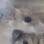 Algarve researchers help uncover clues to cancer resistance in African spiny mouse