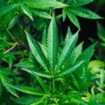 Medicinal cannabis trafficking ring used Infarmed loopholes, prosecutors allege