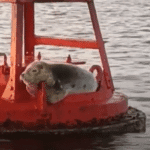 Adventurous seal spotted in Ria Formosa