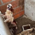 Portugal’s biggest dog rescue nears 400 animals