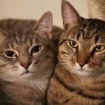 Tabbies – 30 shades of grey…