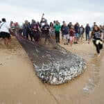 Traditional Arte Xávega fishing returns to Meia Praia