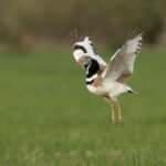 Portugal’s little bustard on brink of extinction after 90% population collapse