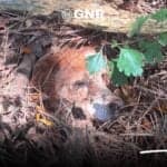GNR police rescue dog buried alive in Mafra