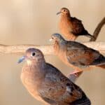 Bird extinct in the wild hatches four chicks at Algarve zoo