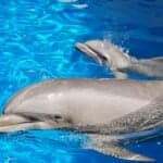 Zoomarine Algarve welcomes newborn bottlenose dolphin