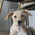 Rescued puppy Dobby looking for forever home