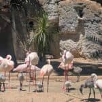 Seven flamingo chicks hatch at Lagos Zoo