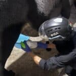 IRA rushes to rescue animals injured in Valpaços wildfire