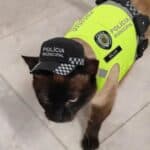 Stray cat adopted by municipal police after losing leg in road accident