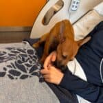 Hospital patients can now receive visits from their pets at Porto’s São João